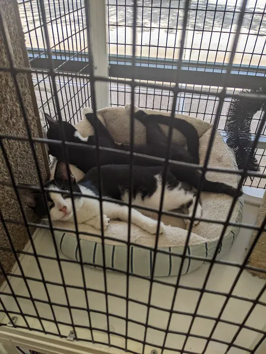 Pet Supermarket Picture 9