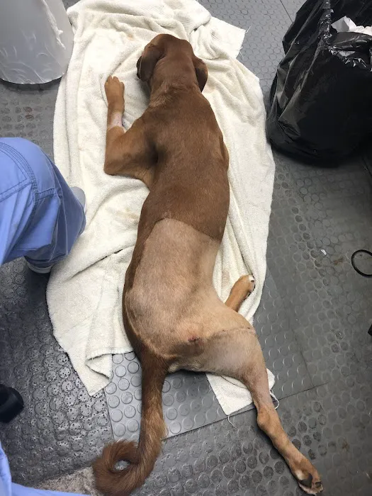 Animal Medicine & Surgery Clinic Picture 2