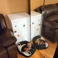 Animal Medicine & Surgery Clinic ico