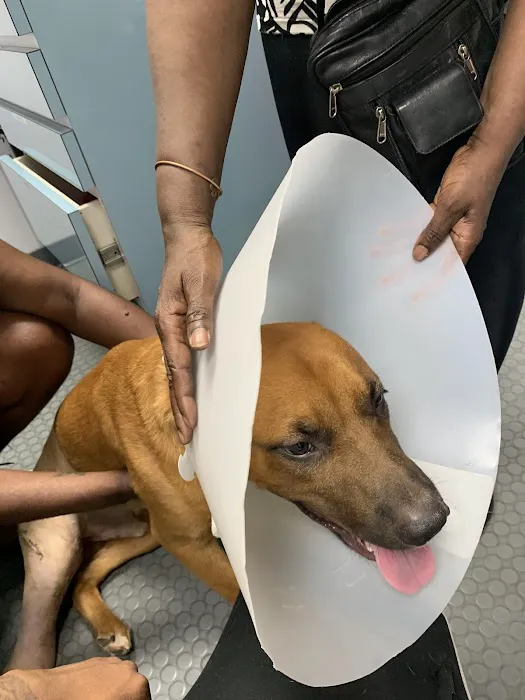 Animal Medicine & Surgery Clinic Picture 5