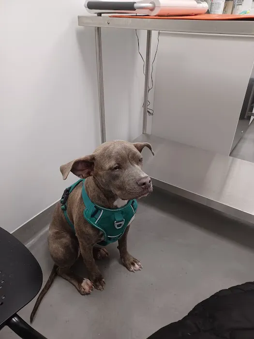 ASPCA Community Veterinary Clinic - By Appointment Only Picture 1