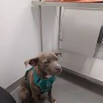 ASPCA Community Veterinary Clinic - By Appointment Only