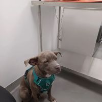 ASPCA Community Veterinary Clinic - By Appointment Only ico