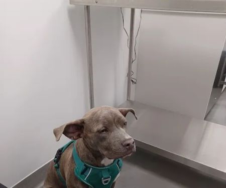 ASPCA Community Veterinary Clinic - By Appointment Only
