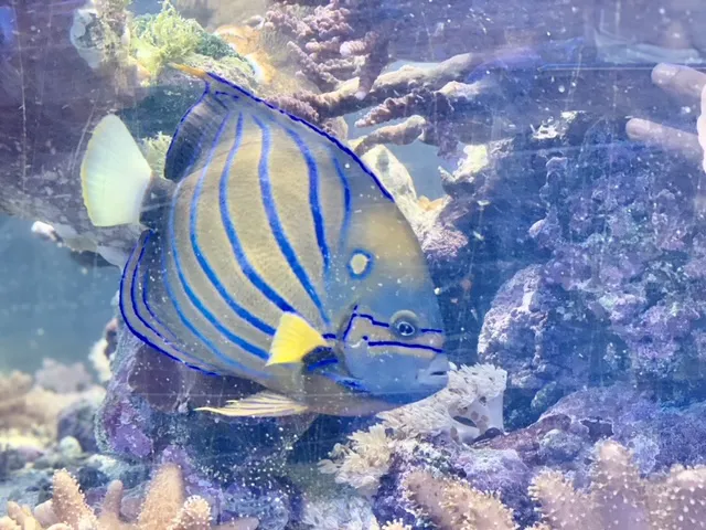 Reef Keepers Aquariums Picture 1
