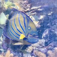 Reef Keepers Aquariums ico