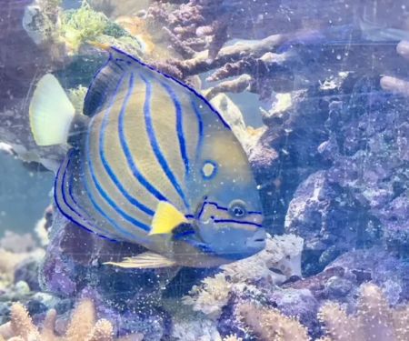 Reef Keepers Aquariums