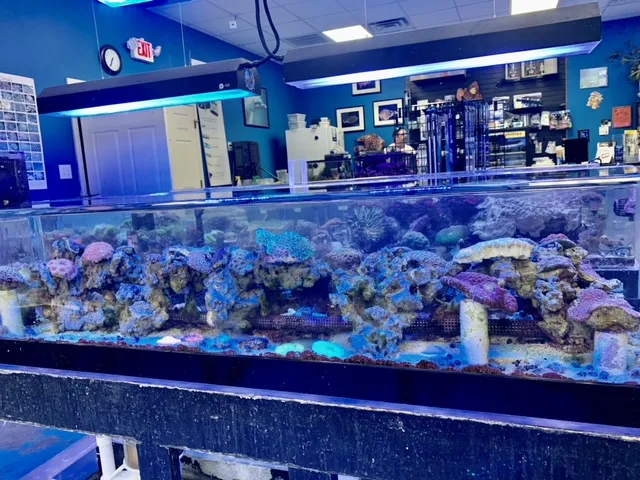 Reef Keepers Aquariums Picture 7