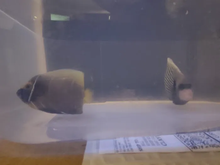 Reef Keepers Aquariums Picture 5
