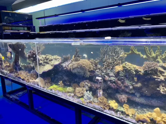 Reef Keepers Aquariums Picture 8