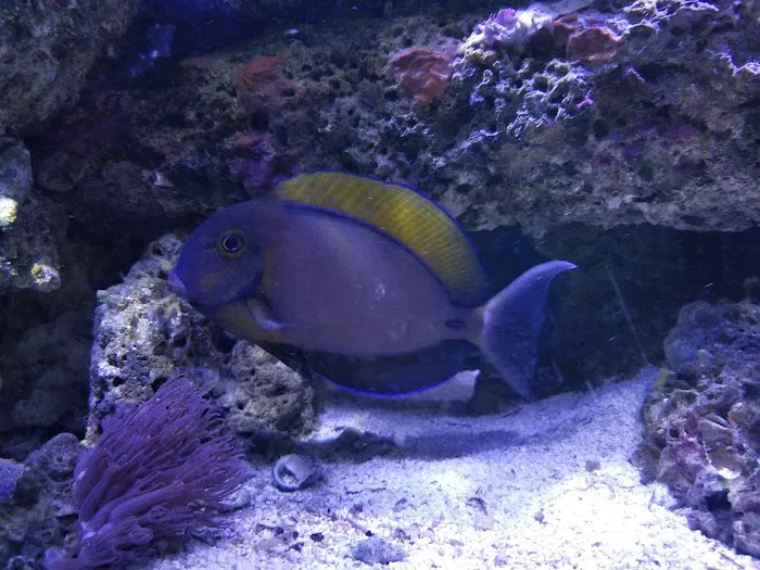Reef Keepers Aquariums Picture 4
