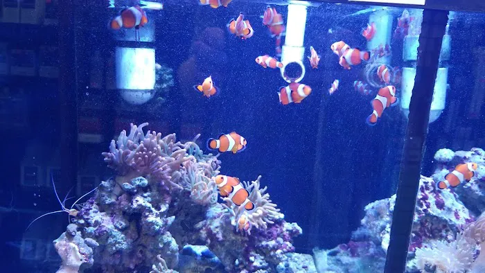 Reef Keepers Aquariums Picture 6
