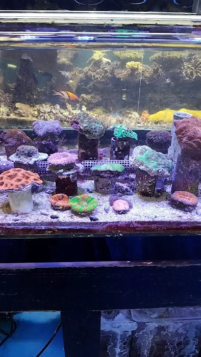 Reef Keepers Aquariums Picture 10