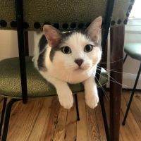 The Neighborhood Vet ico