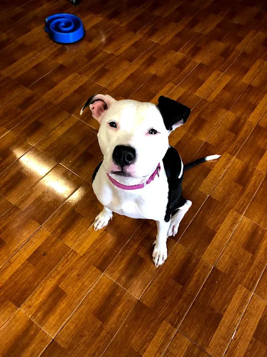 The Neighborhood Vet Picture 9