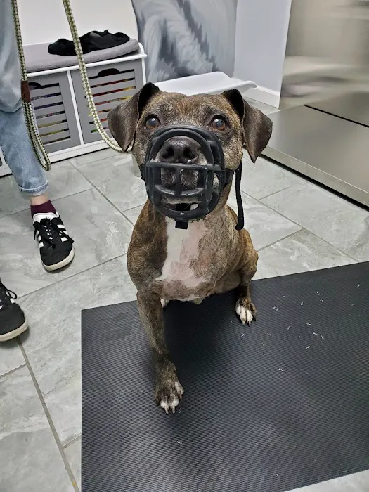 The Neighborhood Vet Picture 6
