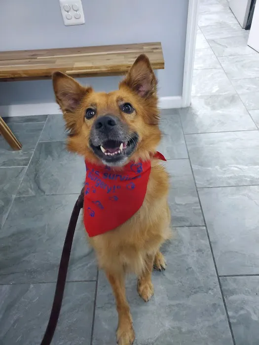 The Neighborhood Vet Picture 7