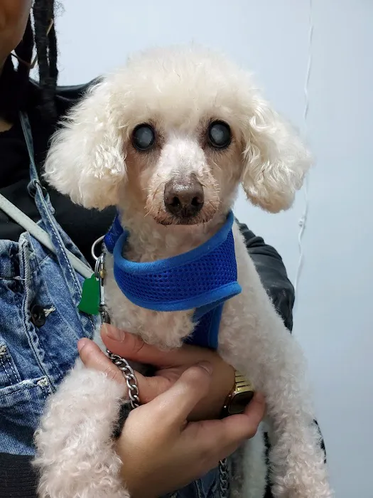 The Neighborhood Vet Picture 5