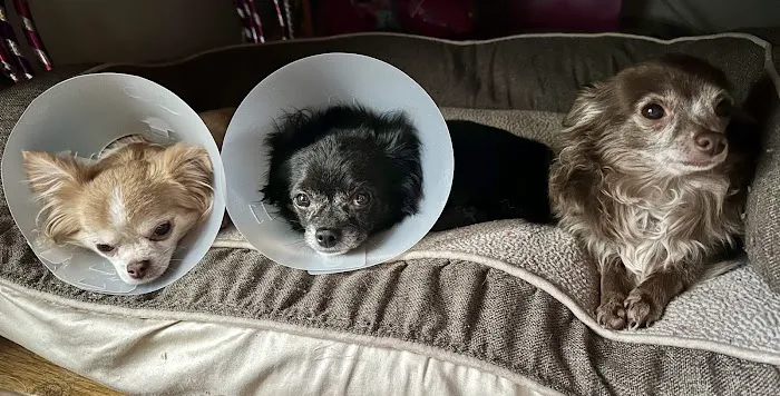 Vet Wheels Picture 1