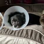 Vet Wheels