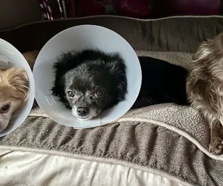 Vet Wheels