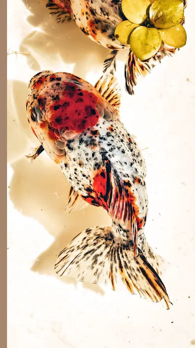 Tsugi Goldfish Picture 1