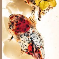 Tsugi Goldfish ico