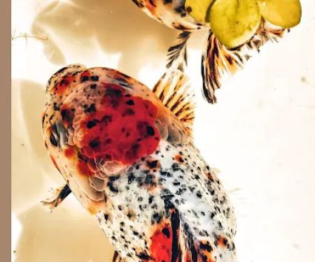 Tsugi Goldfish