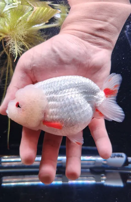 Tsugi Goldfish Picture 3