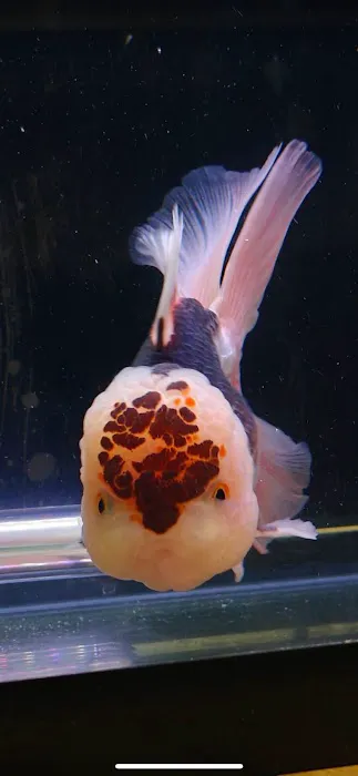 Tsugi Goldfish Picture 2