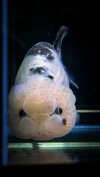 Tsugi Goldfish Picture 5