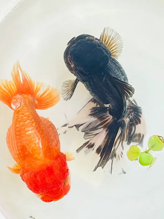 Tsugi Goldfish Picture 4