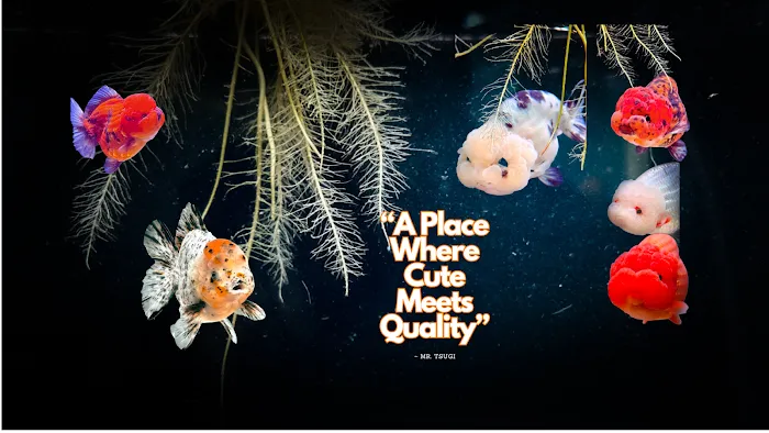 Tsugi Goldfish Picture 9