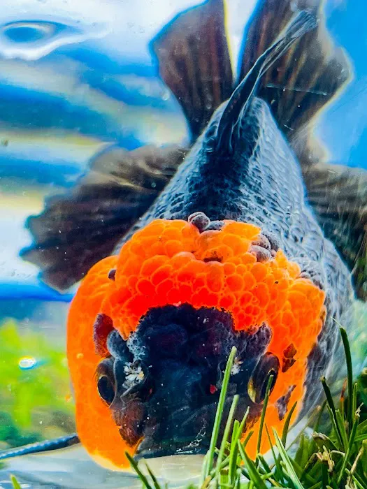 Tsugi Goldfish Picture 8
