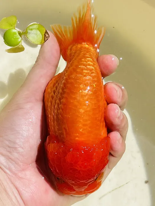 Tsugi Goldfish Picture 7