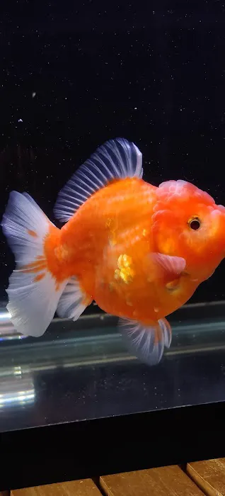 Tsugi Goldfish Picture 6