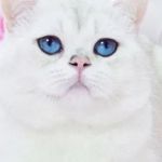 Cattery Prillisimo Garmonia