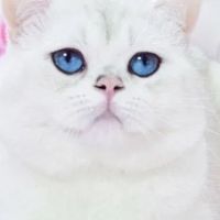 Cattery Prillisimo Garmonia ico