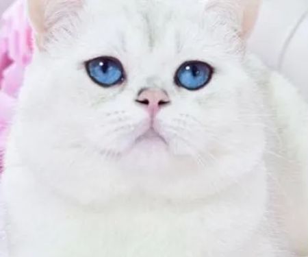 Cattery Prillisimo Garmonia