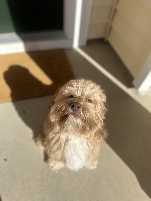 Pet Mania Picture 2