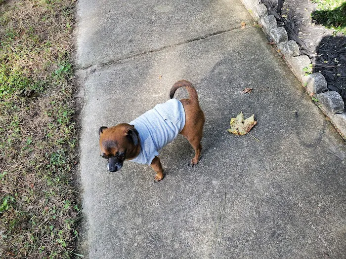 Pet Mania Picture 5