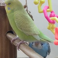 Petco ico