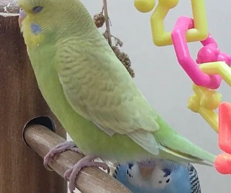 Petco