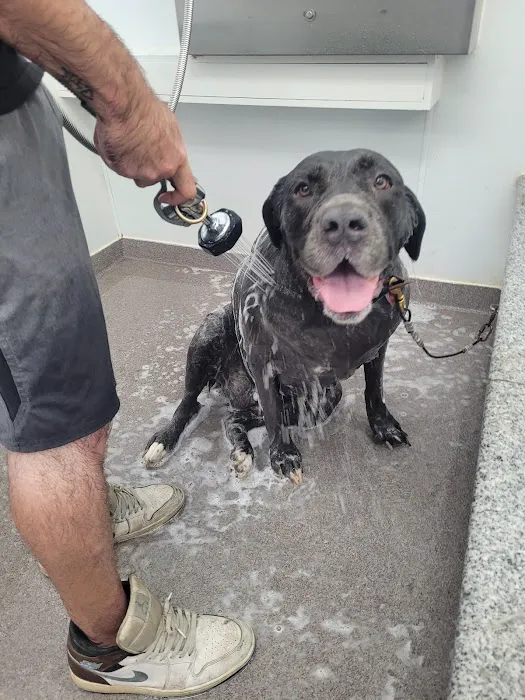 Pet Wash 24 Picture 7