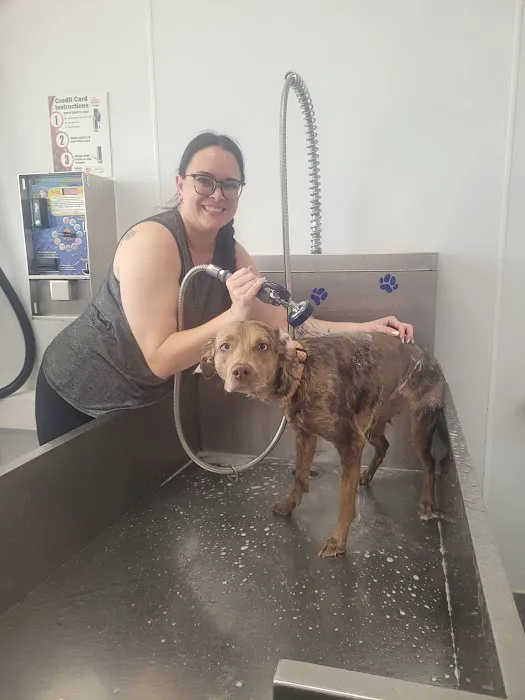 Pet Wash 24 Picture 6