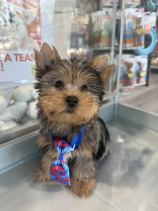 Petland Raleigh, North Carolina Picture 1