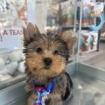 Petland Raleigh, North Carolina