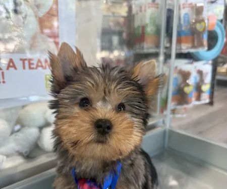 Petland Raleigh, North Carolina