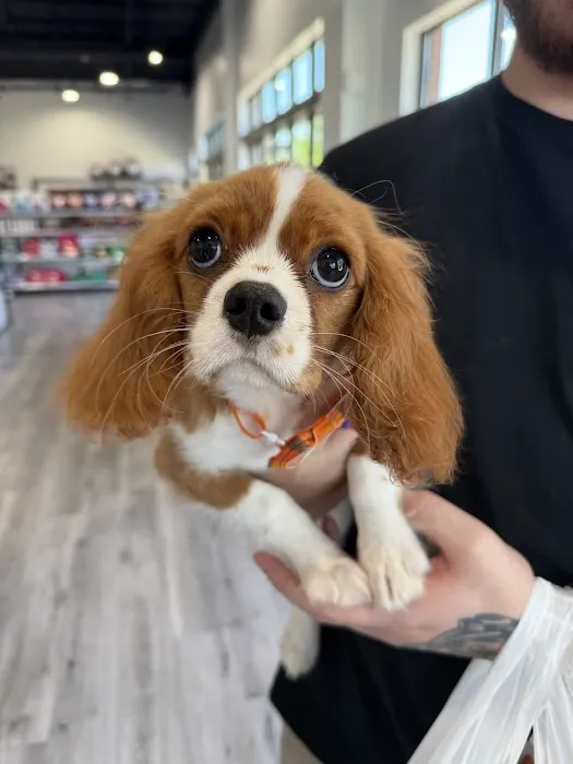 Petland Raleigh, North Carolina Picture 2