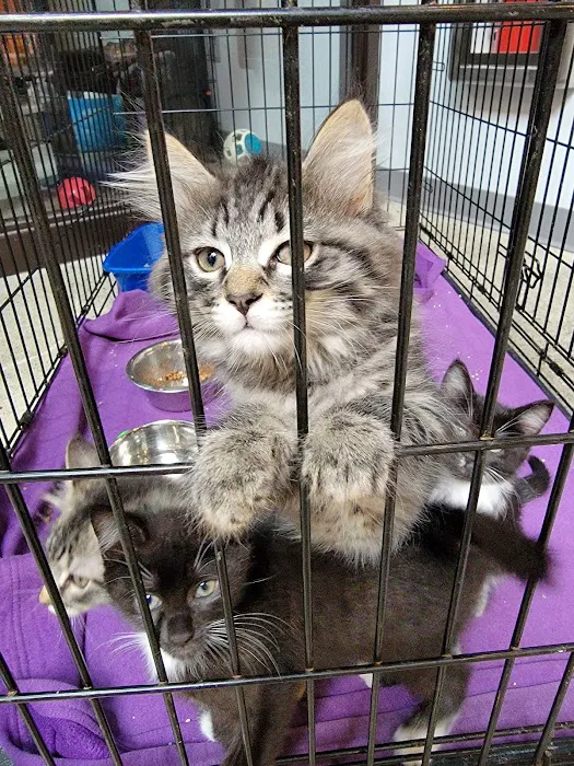Dickin Memorial Animal Hospital Picture 5